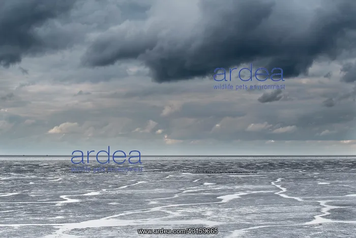 : Dark clouds above the waddensea at low tide with a group of : Dark clouds above the waddensea at low tide with a group of