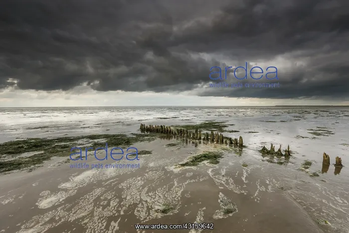 : Dark clouds above the waddensea at low tide with a line of b : Dark clouds above the waddensea at low tide with a line of b