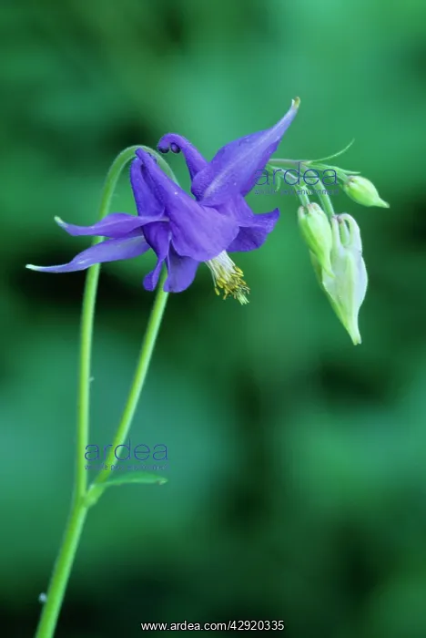  : Dark Columbine