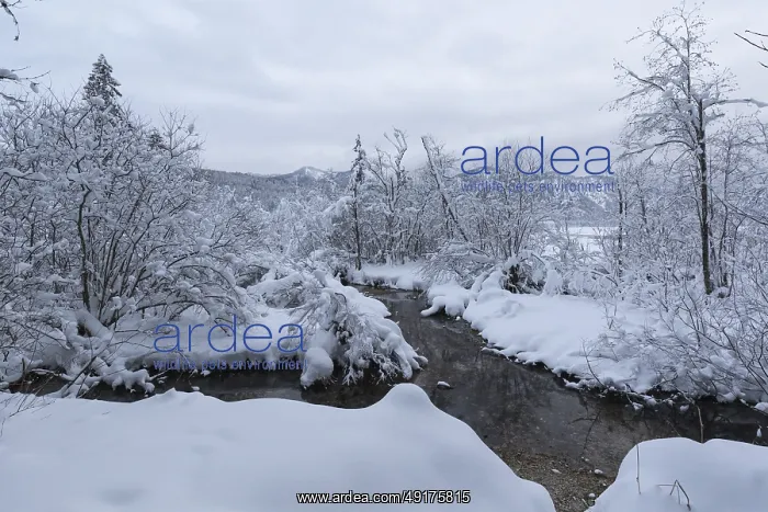 : A dark creek flowing through snow covered forest on an overcast day : A dark creek flowing through snow covered forest on an overcast day