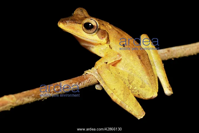 : Dark-eared Tree Frog : Dark-eared Tree Frog