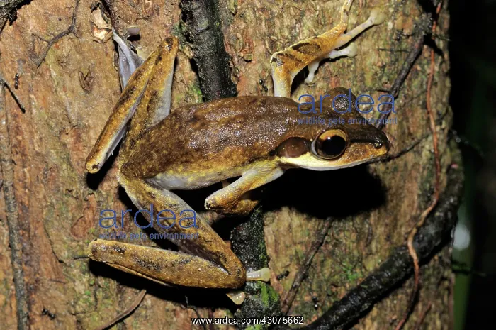  : Dark-eared tree frog
