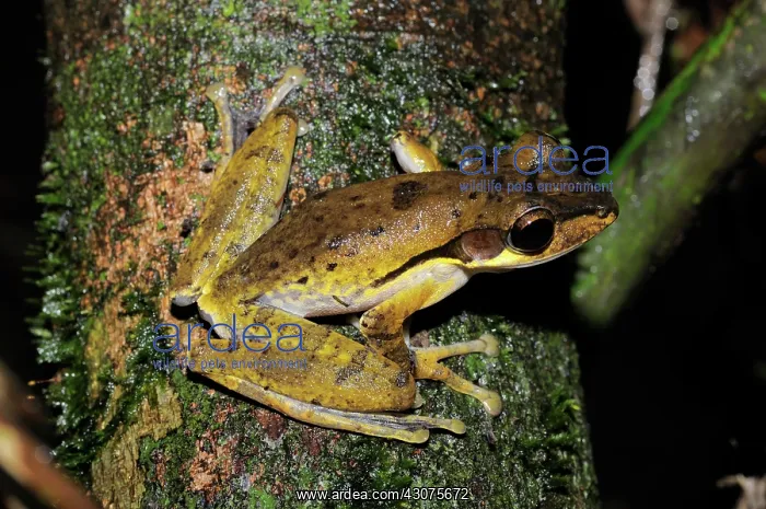 : Dark-eared tree frog : Dark-eared tree frog