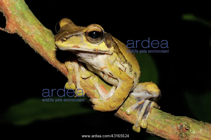 : Dark-eared tree frog : Dark-eared tree frog