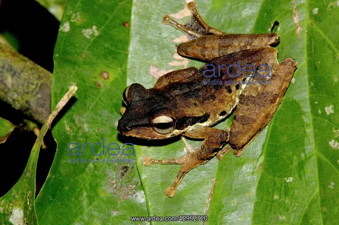 : Dark-eared Tree Frog is hides among giant leaves : Dark-eared Tree Frog is hides among giant leaves