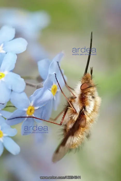 : Dark-Edged Bee Fly - resting on Forget-me-not flowers : Dark-Edged Bee Fly - resting on Forget-me-not flowers