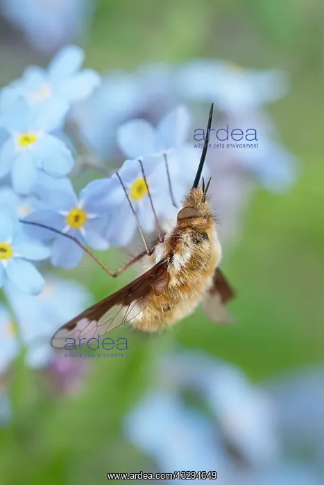 : Dark-Edged Bee Fly - resting on Forget-me-not flowers : Dark-Edged Bee Fly - resting on Forget-me-not flowers
