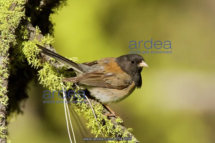 : Dark-eyed Junco : Dark-eyed Junco