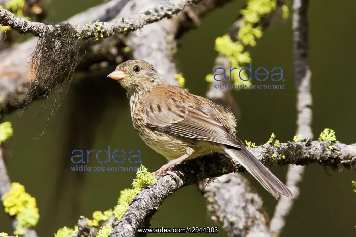  : Dark-eyed Junco