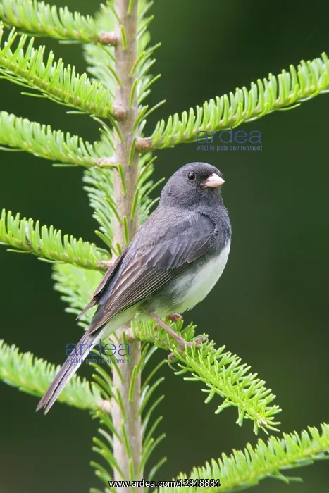  : Dark-eyed Junco