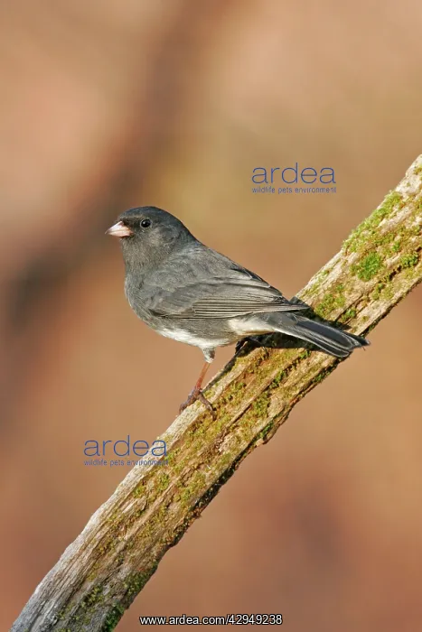  : Dark-eyed Junco