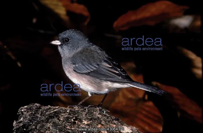  : Dark-eyed Junco