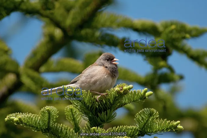 : Dark-eyed Junco : Dark-eyed Junco
