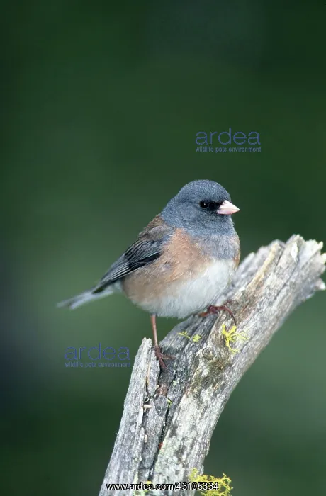 : Dark-Eyed Junco : Dark-Eyed Junco