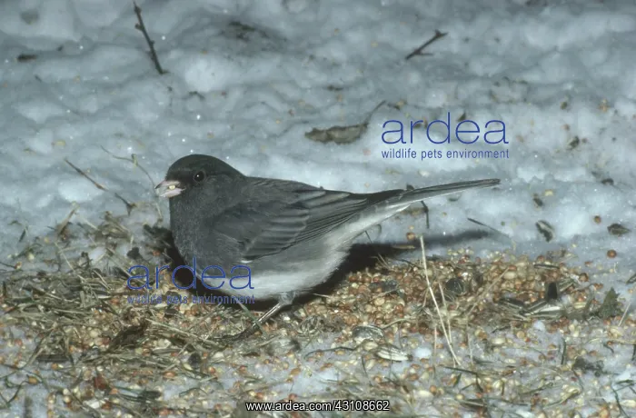 : Dark-eyed Junco : Dark-eyed Junco