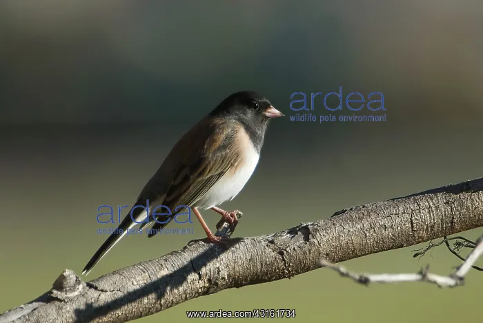 : Dark-eyed Junco : Dark-eyed Junco