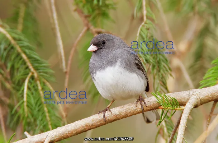  : Dark-eyed Junco - Adult male
