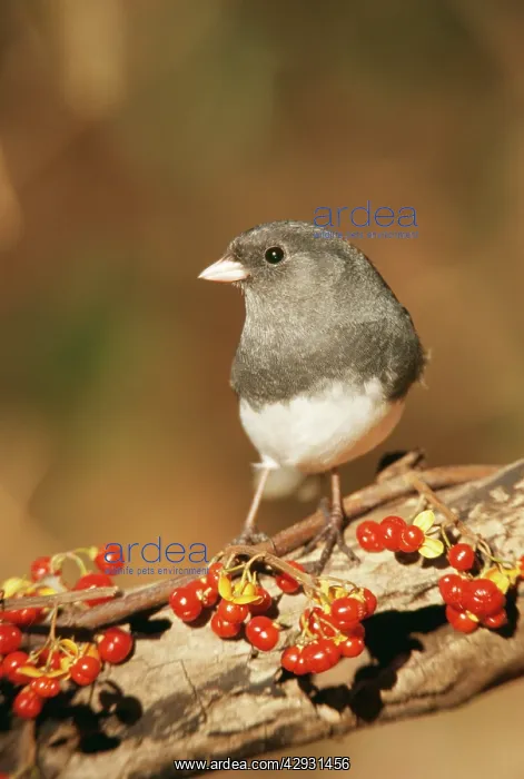 : Dark-eyed JUNCO - with berries : Dark-eyed JUNCO - with berries