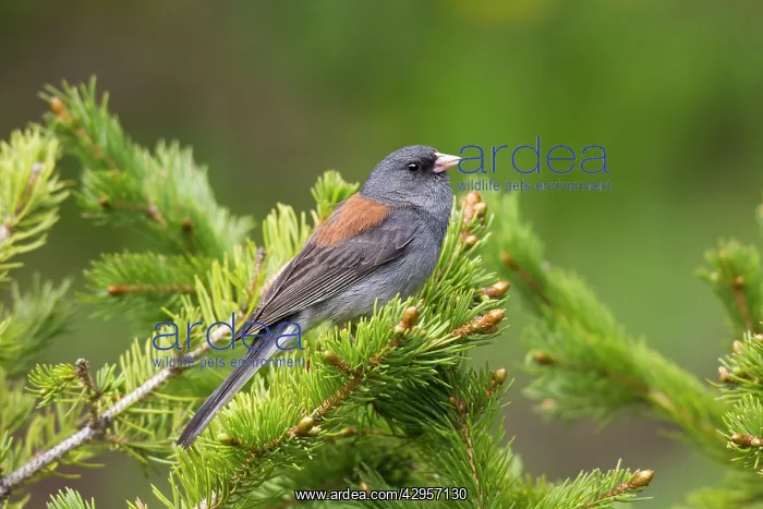 : Dark-eyed Junco - on breeding territory in the : Dark-eyed Junco - on breeding territory in the
