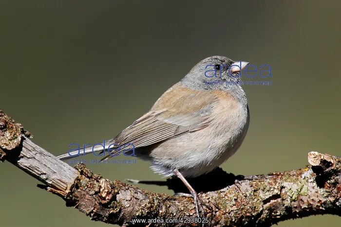 : Dark-eyed Junco - female Oregon type : Dark-eyed Junco - female Oregon type