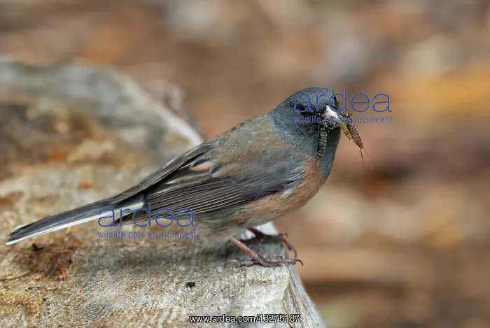 : Dark-eyed Junco, Junco hyemalis. Adult with food for nestlin : Dark-eyed Junco, Junco hyemalis. Adult with food for nestlin