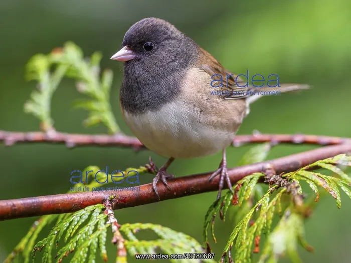 : A Dark-eyed Junco (Junco hyemalis) perched on a cedar tree branch : A Dark-eyed Junco (Junco hyemalis) perched on a cedar tree branch