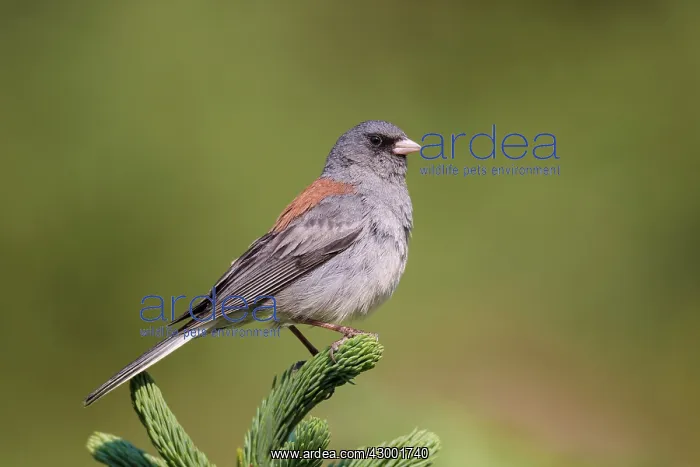 : Dark-eyed Junco - male (Red-backed race) : Dark-eyed Junco - male (Red-backed race)