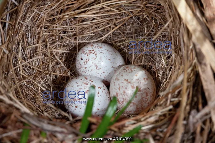 : Dark-eyed Junco Nest : Dark-eyed Junco Nest