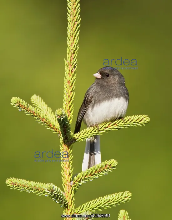 : Dark-eyed Junco - Slate Colored race : Dark-eyed Junco - Slate Colored race