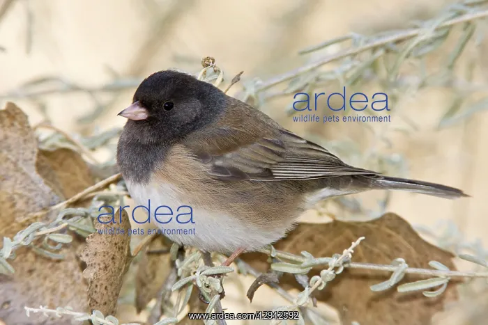 : Dark-eyed Junco - in winter : Dark-eyed Junco - in winter