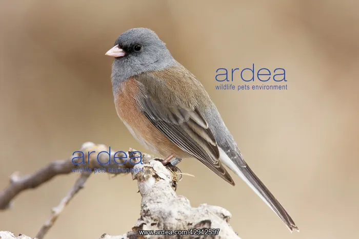 : Dark-eyed Junco - in winter : Dark-eyed Junco - in winter