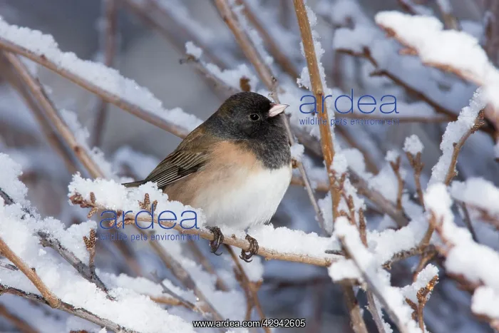 : Dark-eyed Junco - in winter : Dark-eyed Junco - in winter