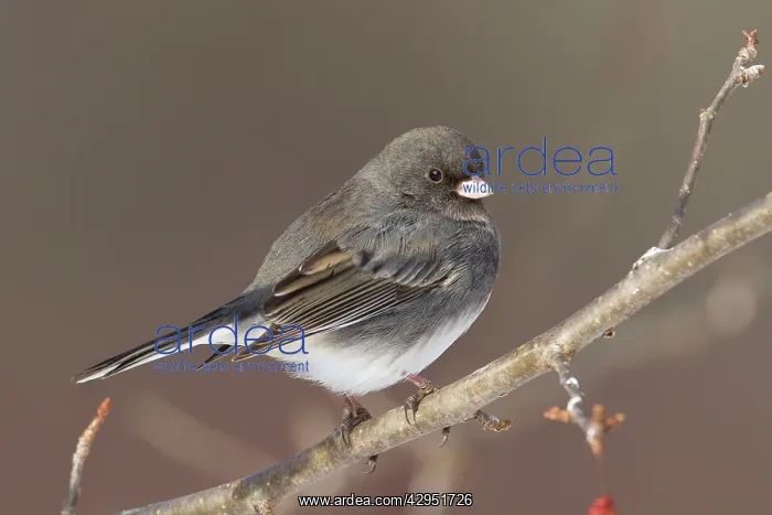: Dark-eyed Junco - in winter : Dark-eyed Junco - in winter