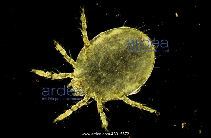 : Dark Field Light Micrograph: Harvest Mite Chigger : Dark Field Light Micrograph: Harvest Mite Chigger
