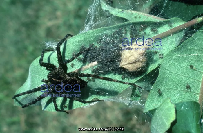 : Dark Fishing Spider : Dark Fishing Spider