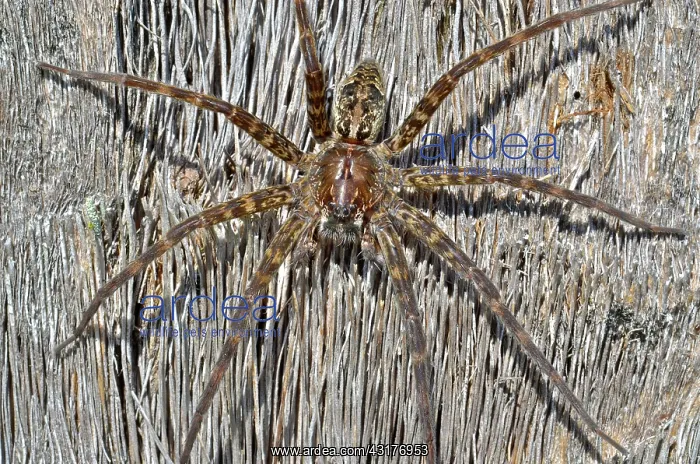 : Dark Fishing Spider : Dark Fishing Spider