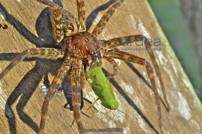 : Dark Fishing Spider : Dark Fishing Spider