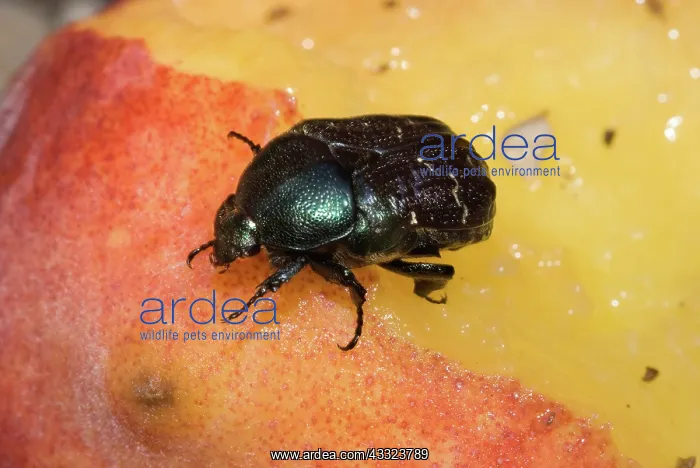 : Dark Flower Scarab eating peach : Dark Flower Scarab eating peach