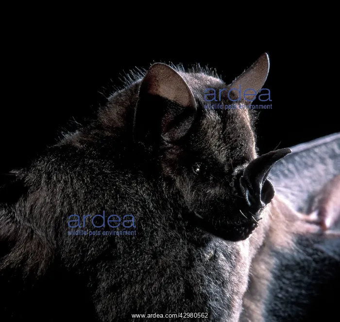 : Dark Fruit-eating Bat : Dark Fruit-eating Bat