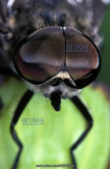  : Dark Giant Horsefly (Tabanus sudeticus) portrai