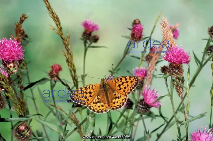 : Dark Green Fritillary : Dark Green Fritillary