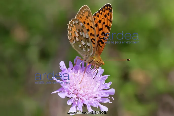 : Dark Green Fritillary : Dark Green Fritillary