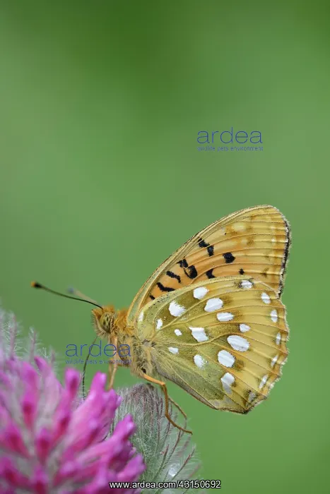 : Dark Green Fritillary (Argynnis aglaja) resting on a Red Fea : Dark Green Fritillary (Argynnis aglaja) resting on a Red Fea