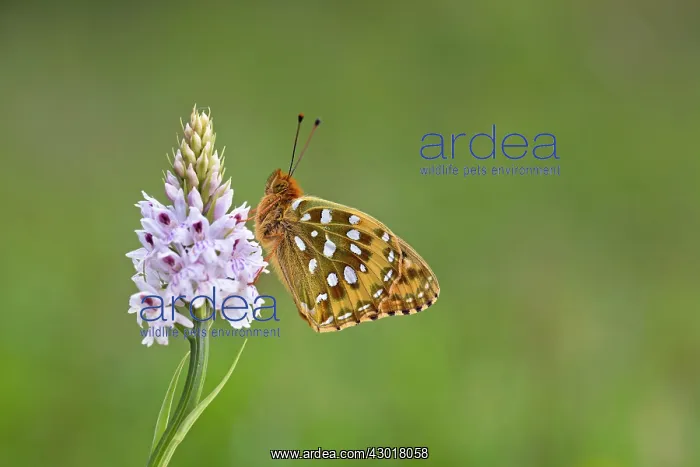 : Dark Green Fritillary Butterfly on Common Spotted Orchid : Dark Green Fritillary Butterfly on Common Spotted Orchid