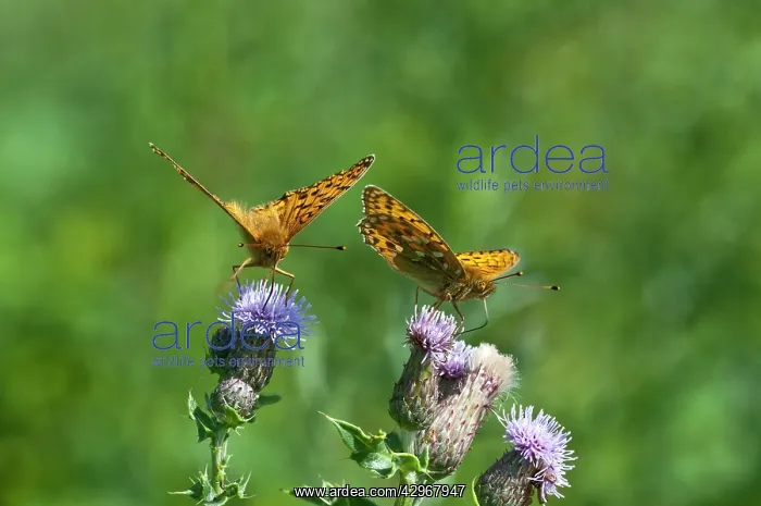 : Dark-green Fritillary Butterfly - two feeding on thistle : Dark-green Fritillary Butterfly - two feeding on thistle