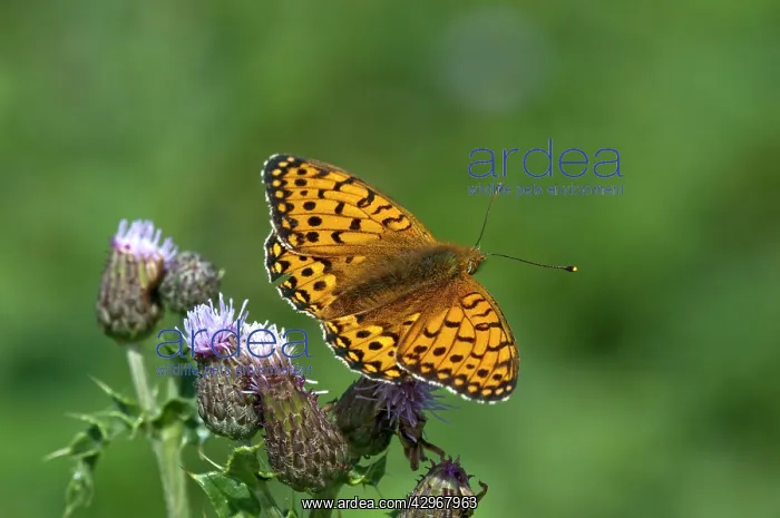 : Dark-green Fritillary Butterfly - upperside - feeding : Dark-green Fritillary Butterfly - upperside - feeding