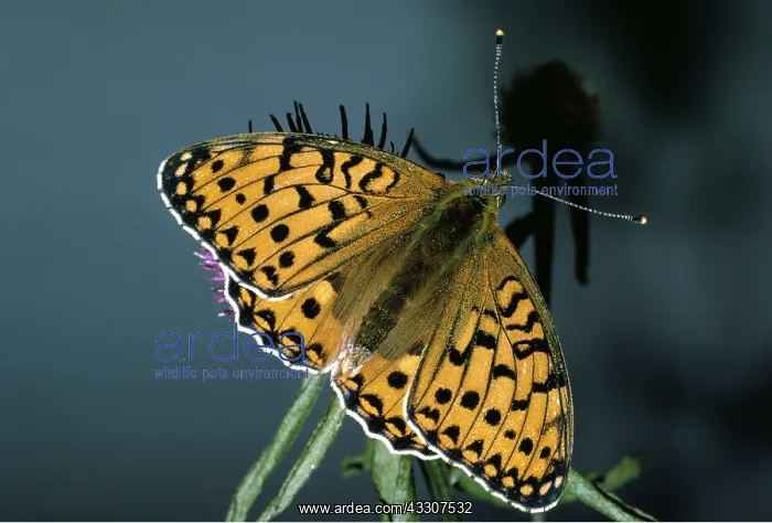 : Dark Green FRITILLARY - Feeds on Hardhead (Centaurea nigra) : Dark Green FRITILLARY - Feeds on Hardhead (Centaurea nigra)