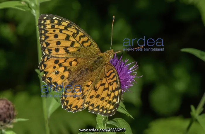 : Dark green fritillary, Speyeria aglaja, nectarin : Dark green fritillary, Speyeria aglaja, nectarin