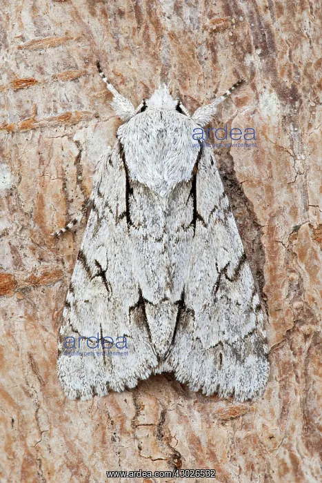 : Dark / Grey Dagger Moth : Dark / Grey Dagger Moth