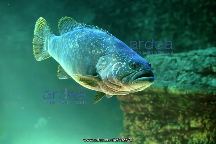 : Dark grouper, (Epinephelus lanceolatus), adult : Dark grouper, (Epinephelus lanceolatus), adult